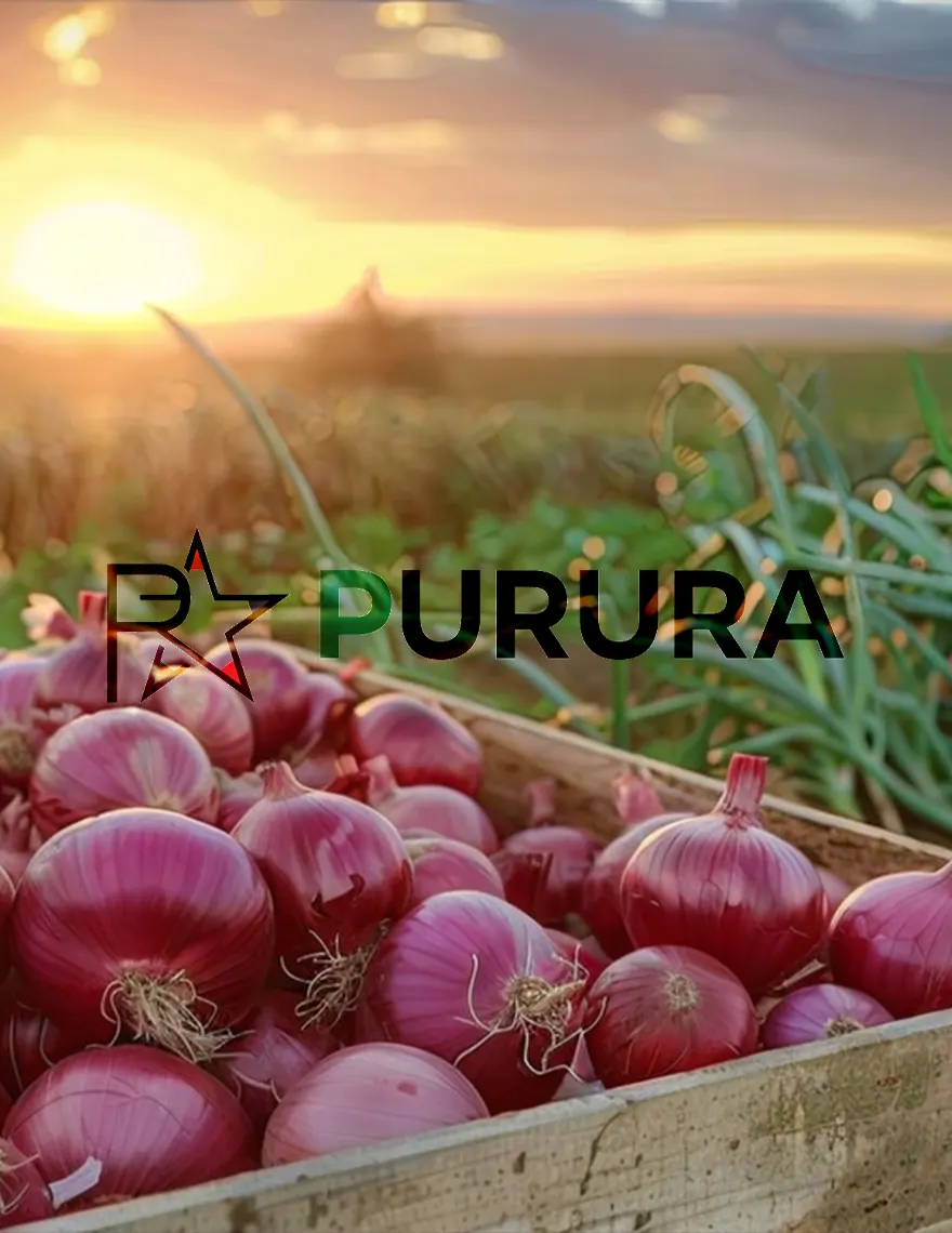 Bulk Onions – Fresh (Red, Yellow, White) & Dehydrated